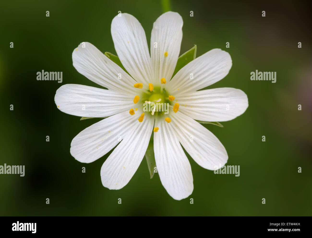 Close up of a Stellaria with green background Stock Photo