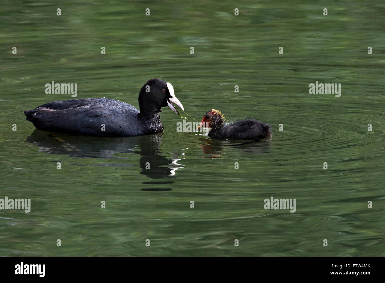 An adult Coot feeding a young chick with vegetation. Stock Photo