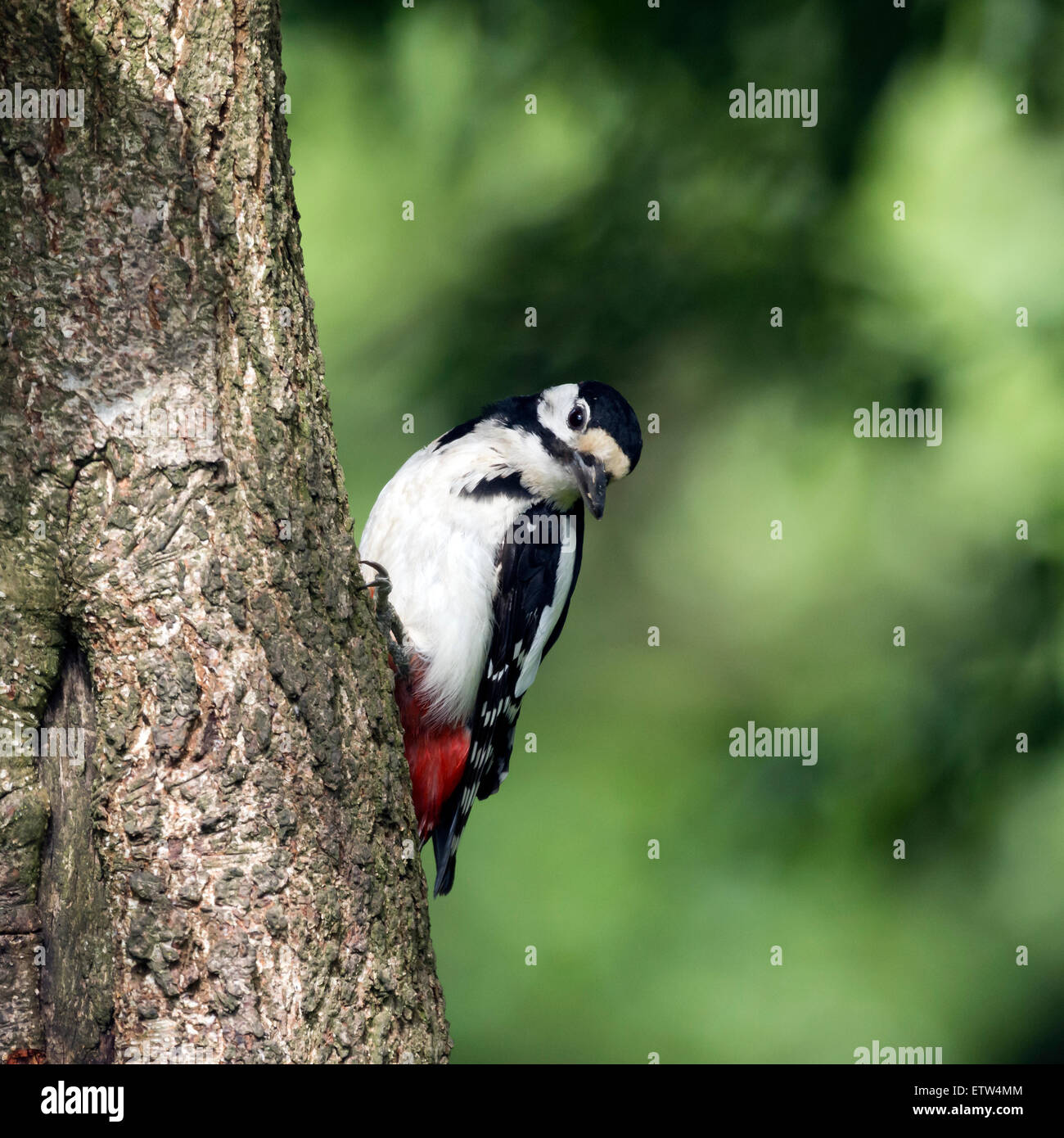A Greater Spotted Woodpecker on the side of a tree. Stock Photo