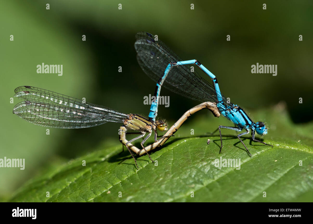 A mating pair of common blue damselflies on a green leaf Stock Photo