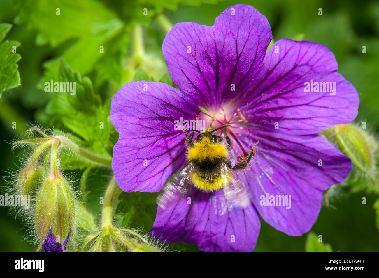 Bumble Bee Stock Photo