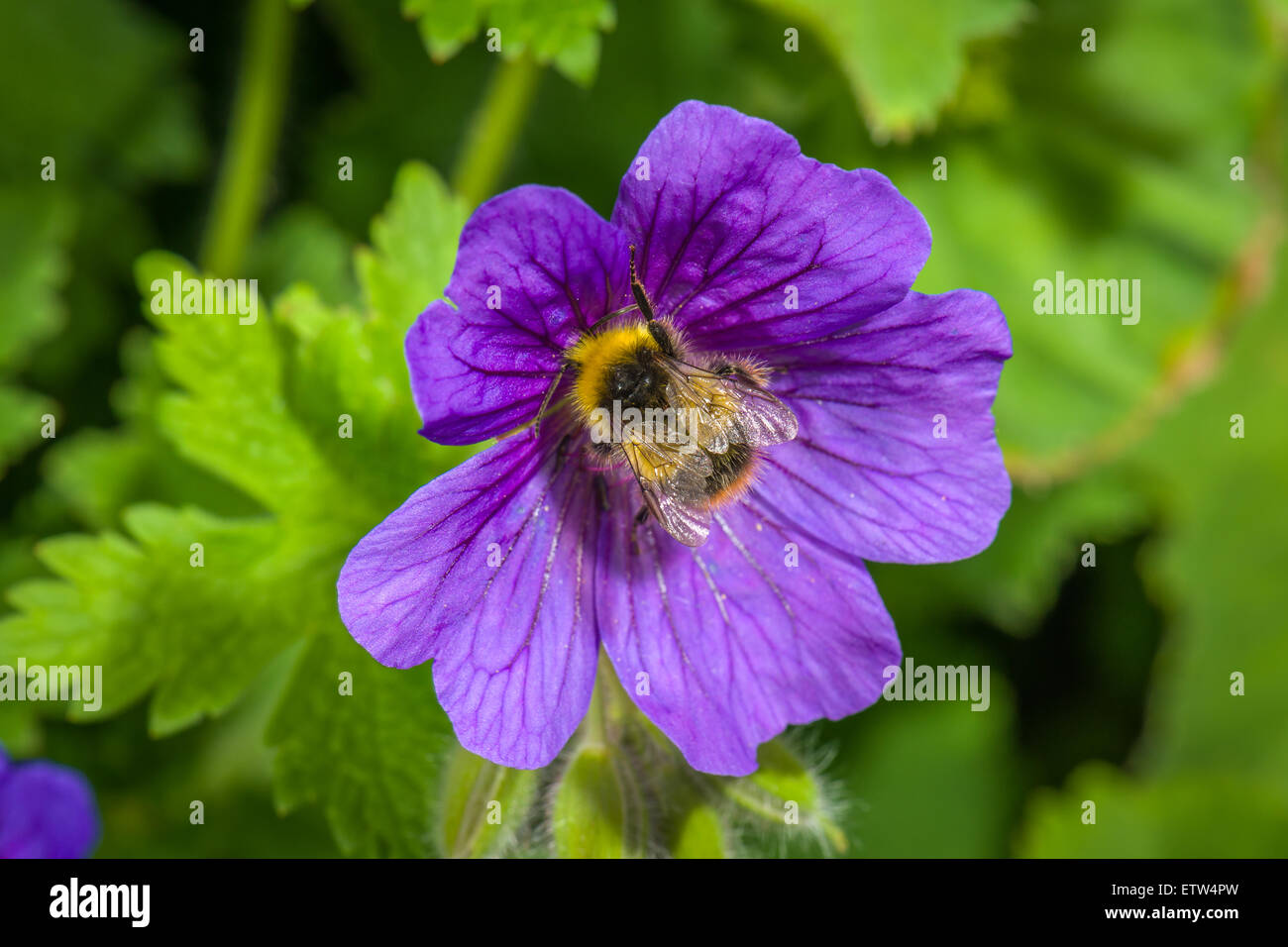 Bumble Bee Stock Photo