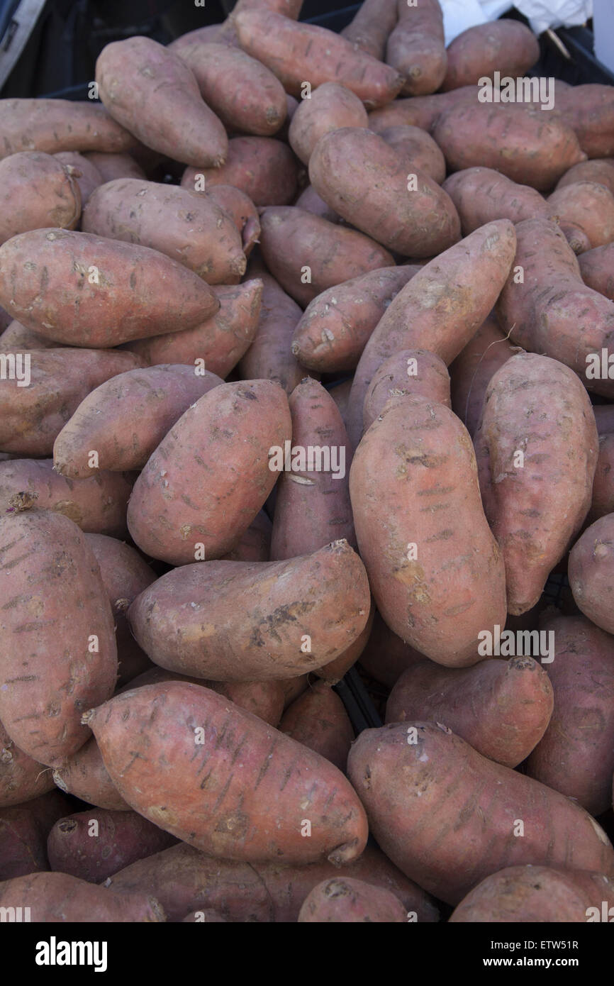 Sweet Potatoes for sale at the Grand Army Plaza Farmers Market in