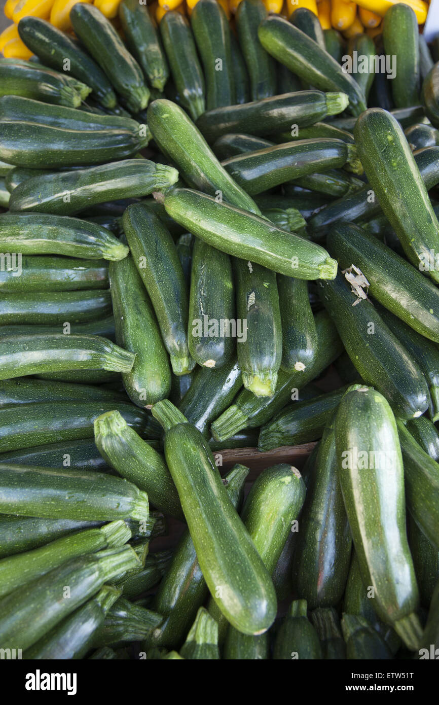 Zucchini Squash for sale at the Grand Army Plaza Farmers Market in