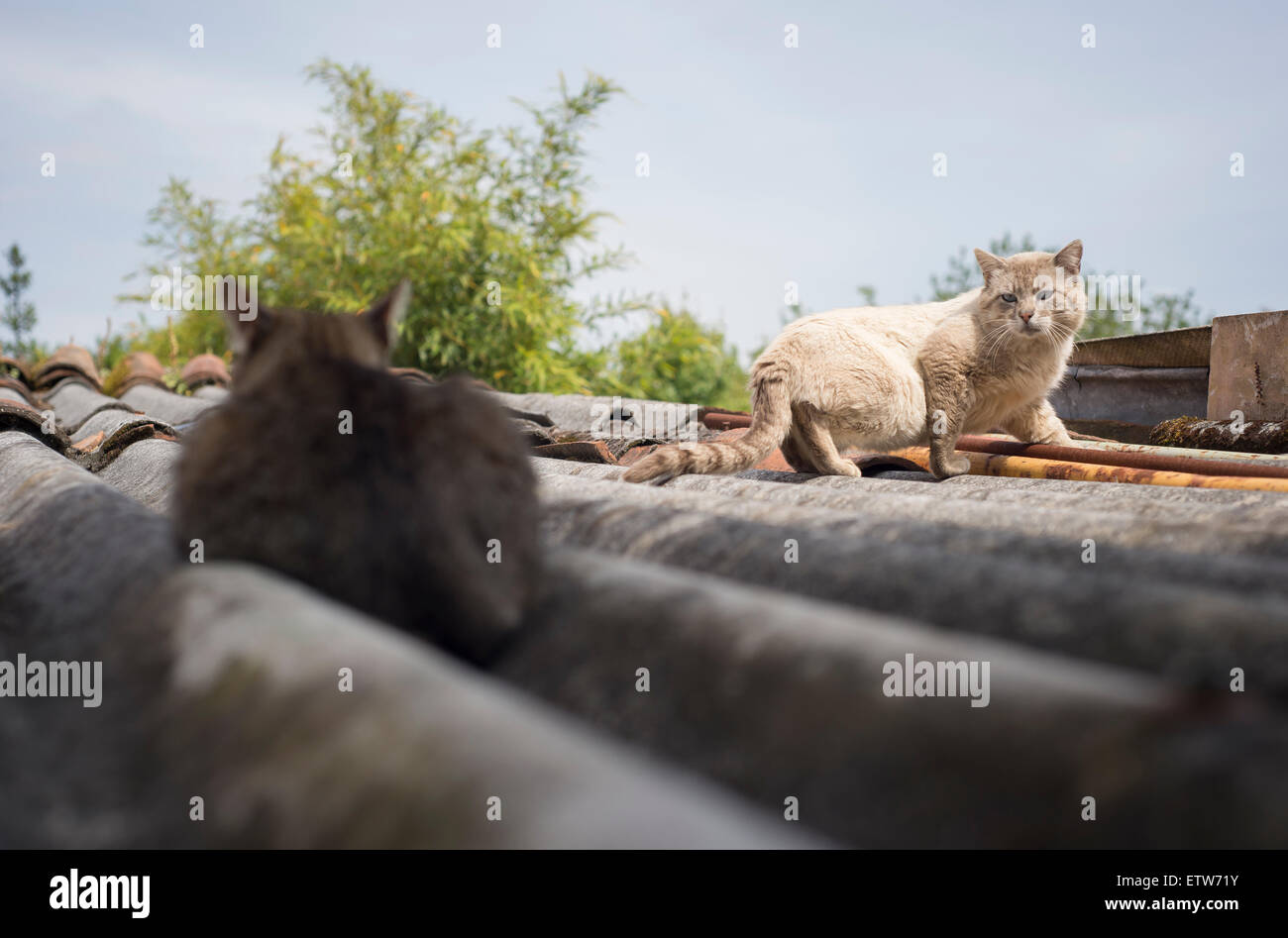 Two cats on a roof Stock Photo Alamy