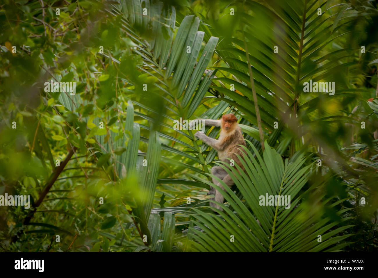 Young proboscis monkey (Nasalis larvatus) at palm trees of lowland forest in East Kalimantan, Indonesia. Stock Photo