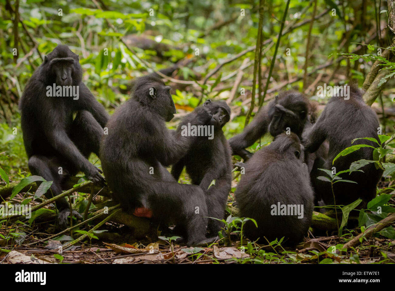 A troop of Sulawesi black-crested macaque (Macaca nigra) is photographed during their social activity in Tangkoko Nature Reserve, Indonesia. Stock Photo