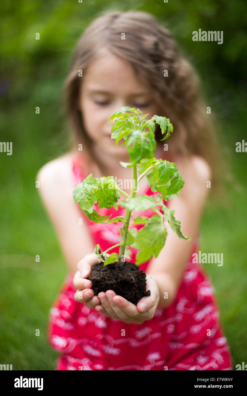 Little girl holding tomato plant in her cupped hands Stock Photo - Alamy