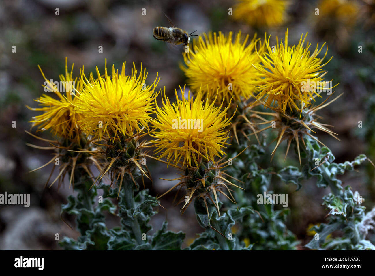 Cornflower colours hires stock photography and images Alamy
