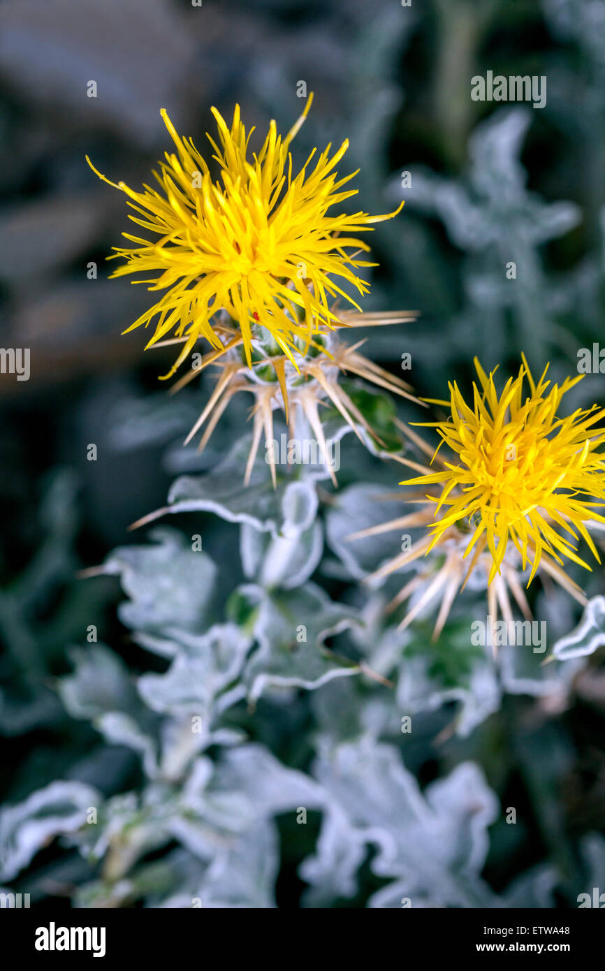 Centaurea odyssei, yellow cornflower Stock Photo Alamy