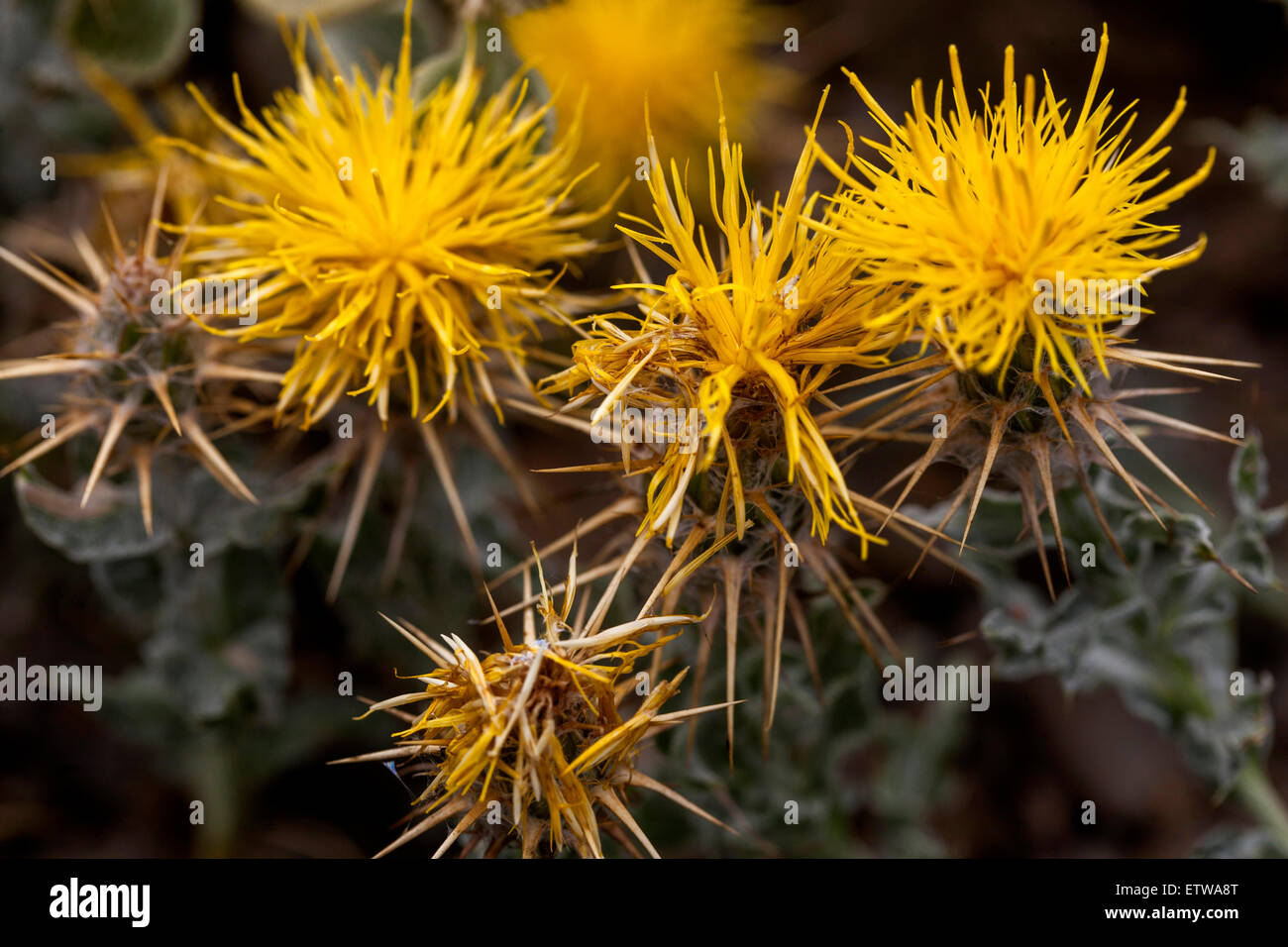 Cornflower yellow color hires stock photography and images Alamy