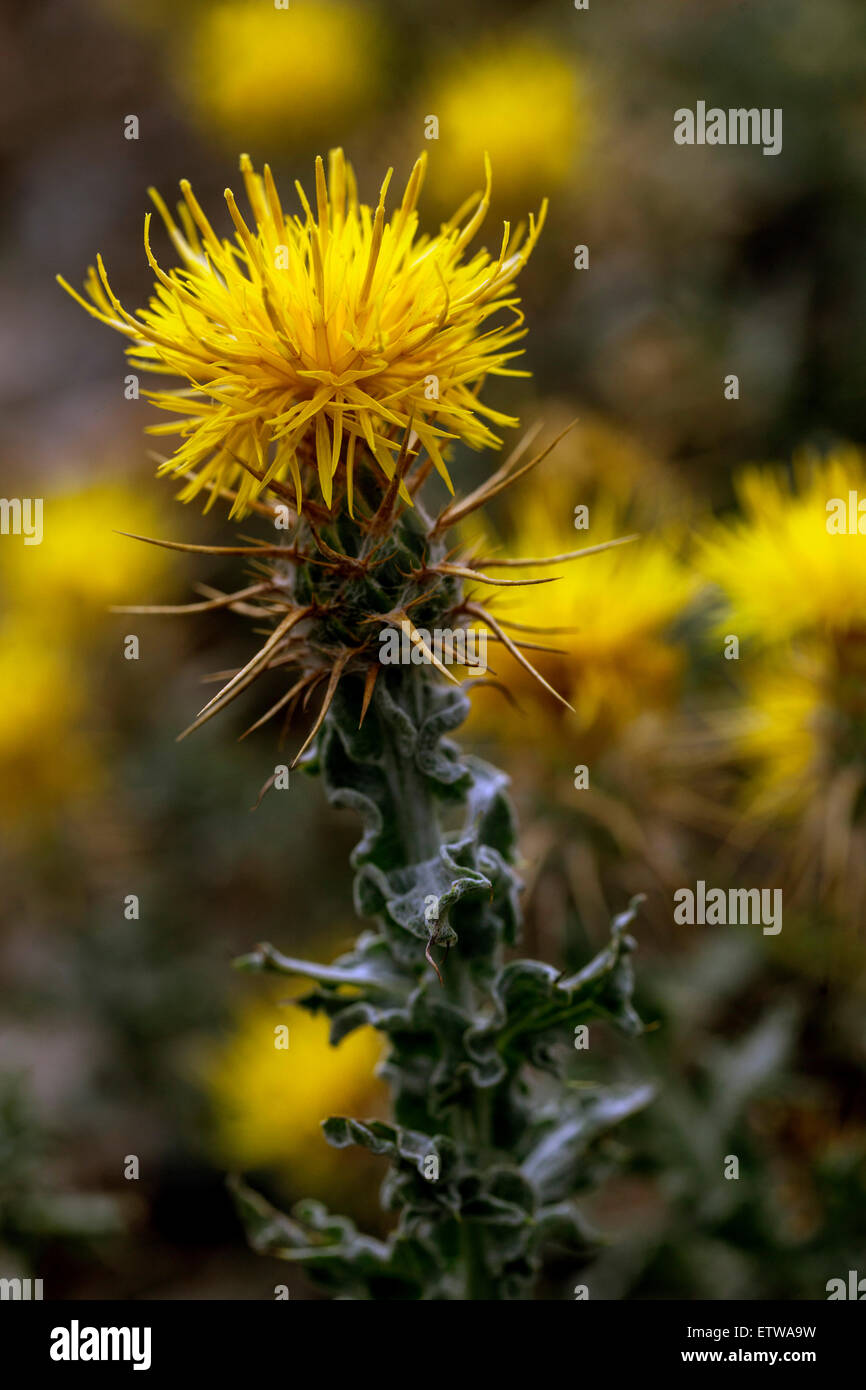 Cornflower colours hires stock photography and images Alamy