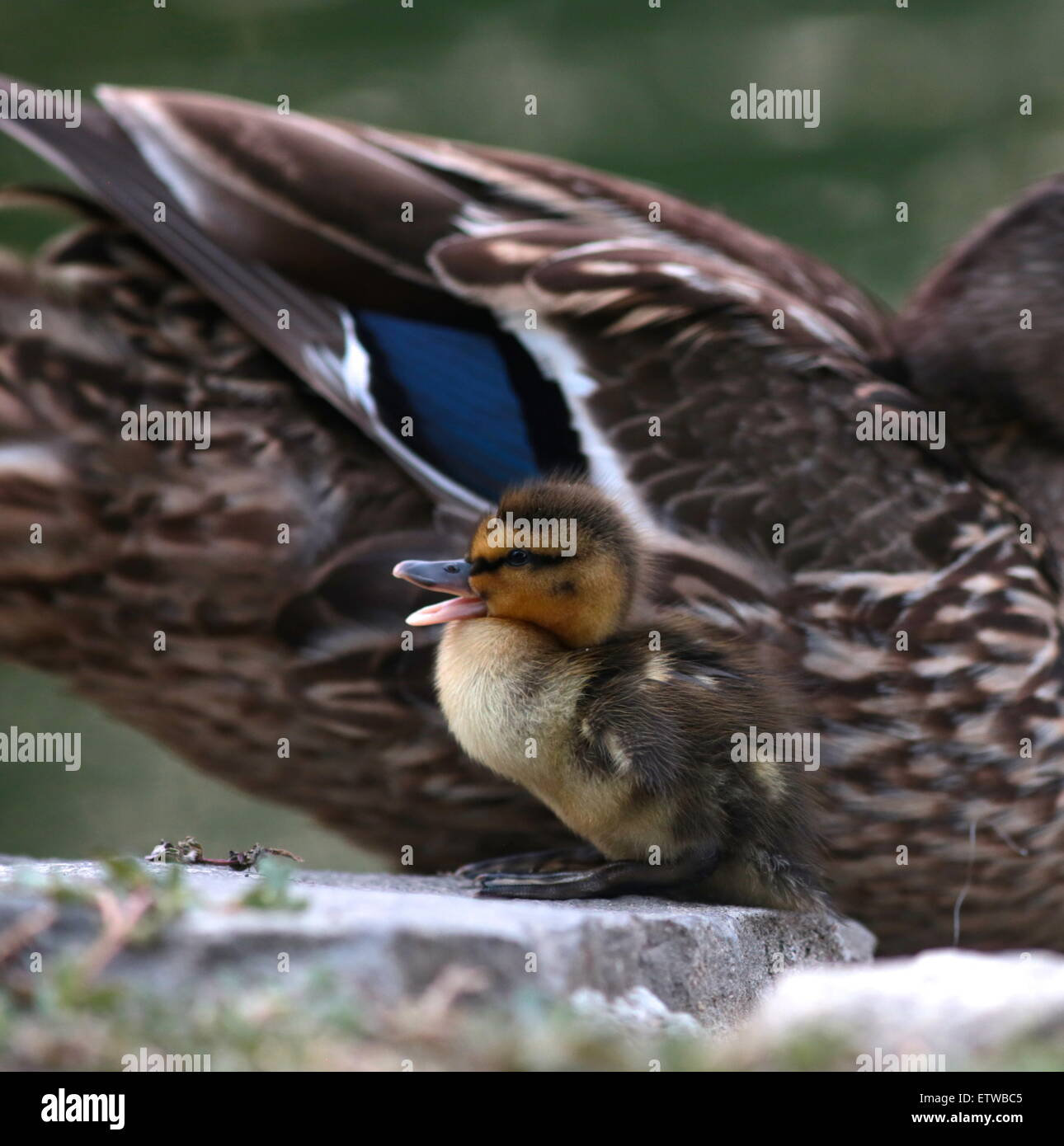Quacking Duck Hi res Stock Photography And Images Alamy
