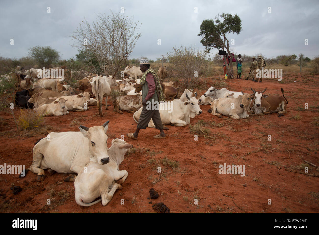 Kenya Wildlife Rangers question Kenyan Somali herders as they move their cattle just outside the Tsavo East game park in Kenya 9 June 2013. PHOTO/KAREL PRINSLOO Stock Photo