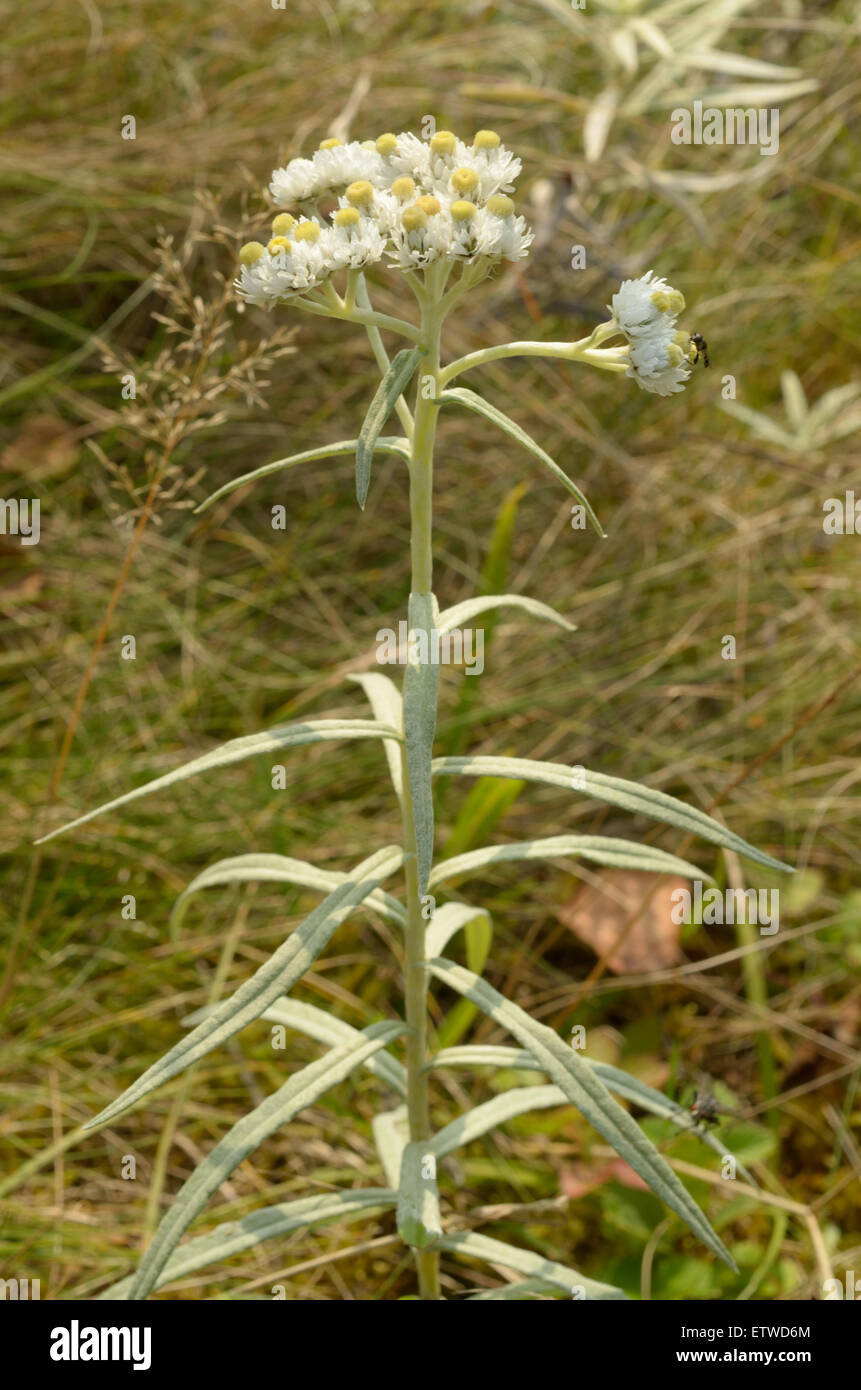 Pearly Everlasting, Anaphalis margaritacea dasd Stock Photo