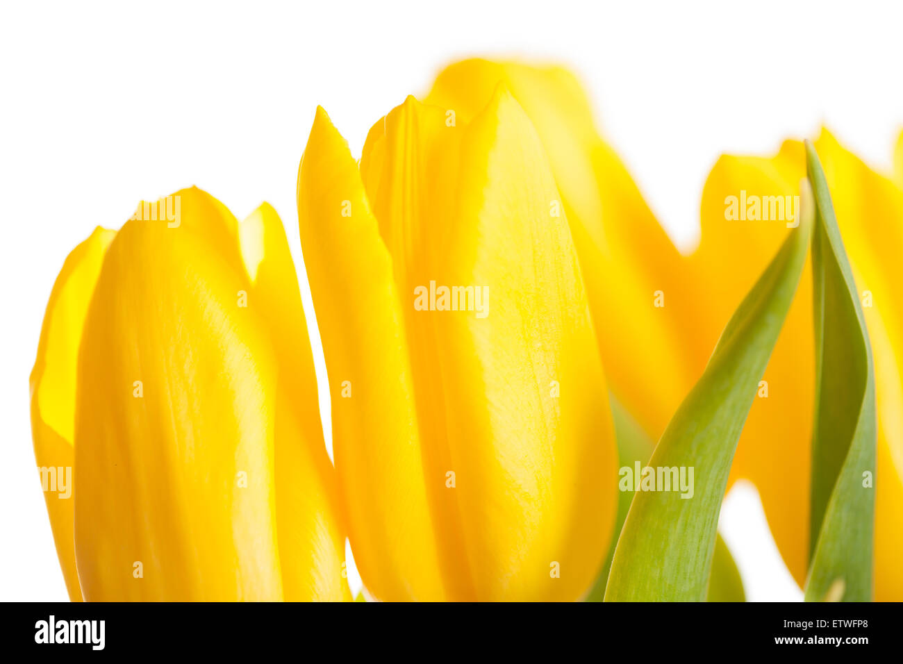 Yellow Tulips Bouquet isolated on white Stock Photo - Alamy