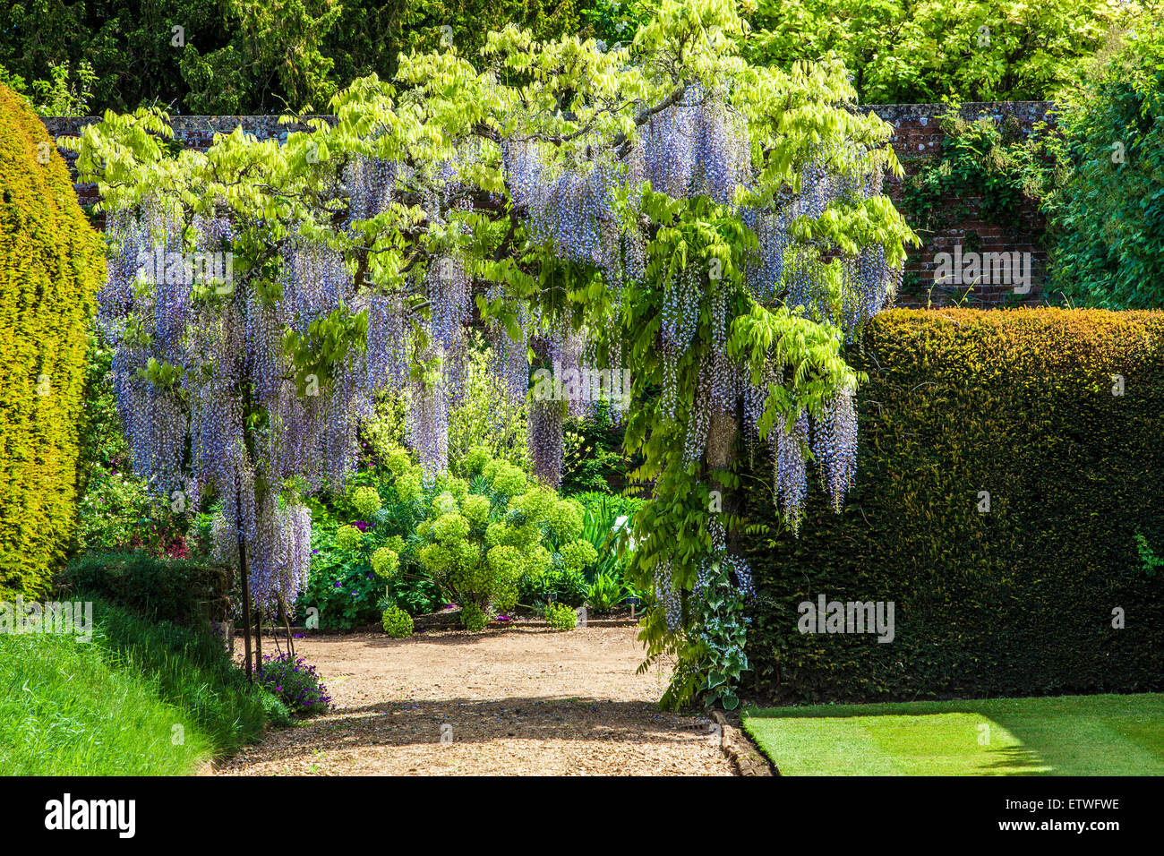 Blue flowering Chinese wisteria sinensis in the walled garden of Bowood House in Wiltshire. Stock Photo