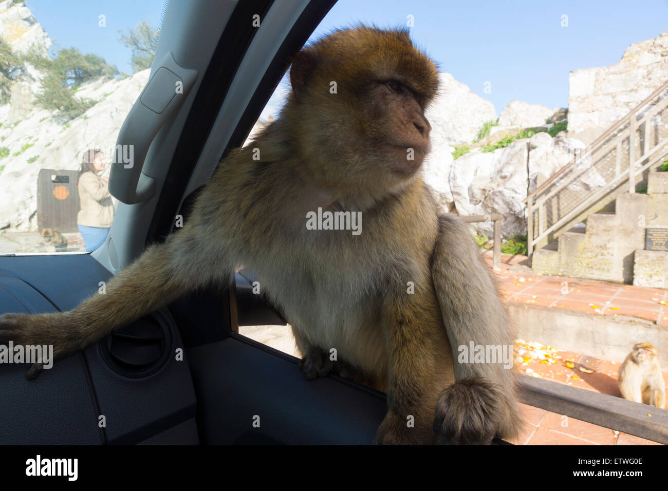 A barbary macaque (macaca sylvanus) jumping into a car in Gibraltar Nature Reserve in the winter sunshine Stock Photo