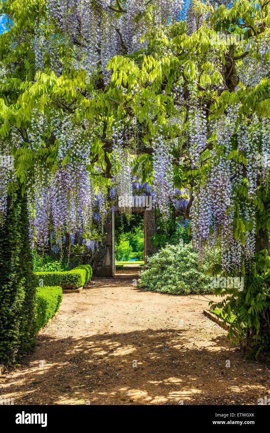 Blue flowering Chinese wisteria sinensis in the walled garden of Bowood House in Wiltshire. Stock Photo