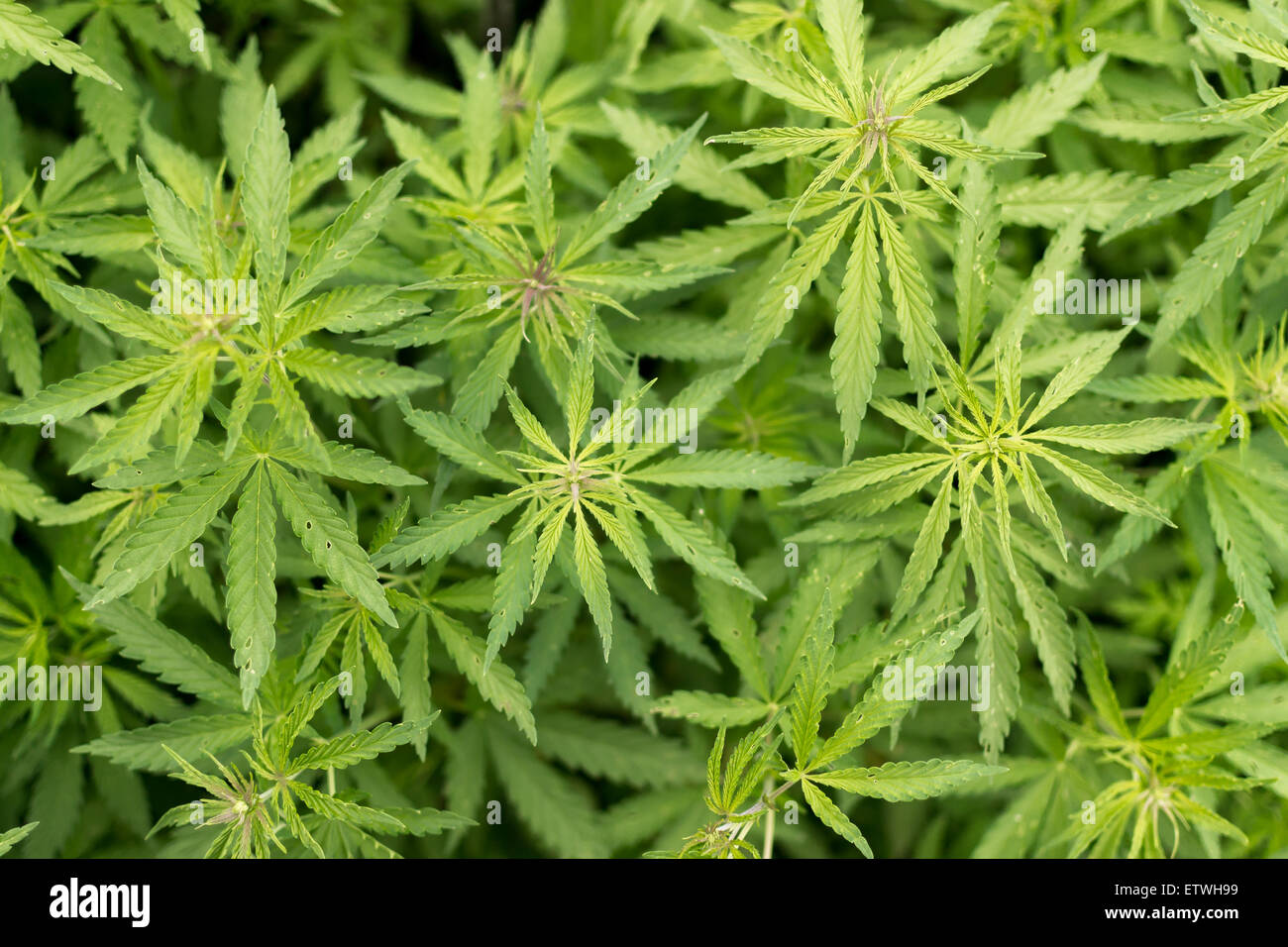 https://c8.alamy.com/comp/ETWH99/rows-of-wild-uncultivated-cannabis-hemp-plant-growing-free-in-the-ETWH99.jpg