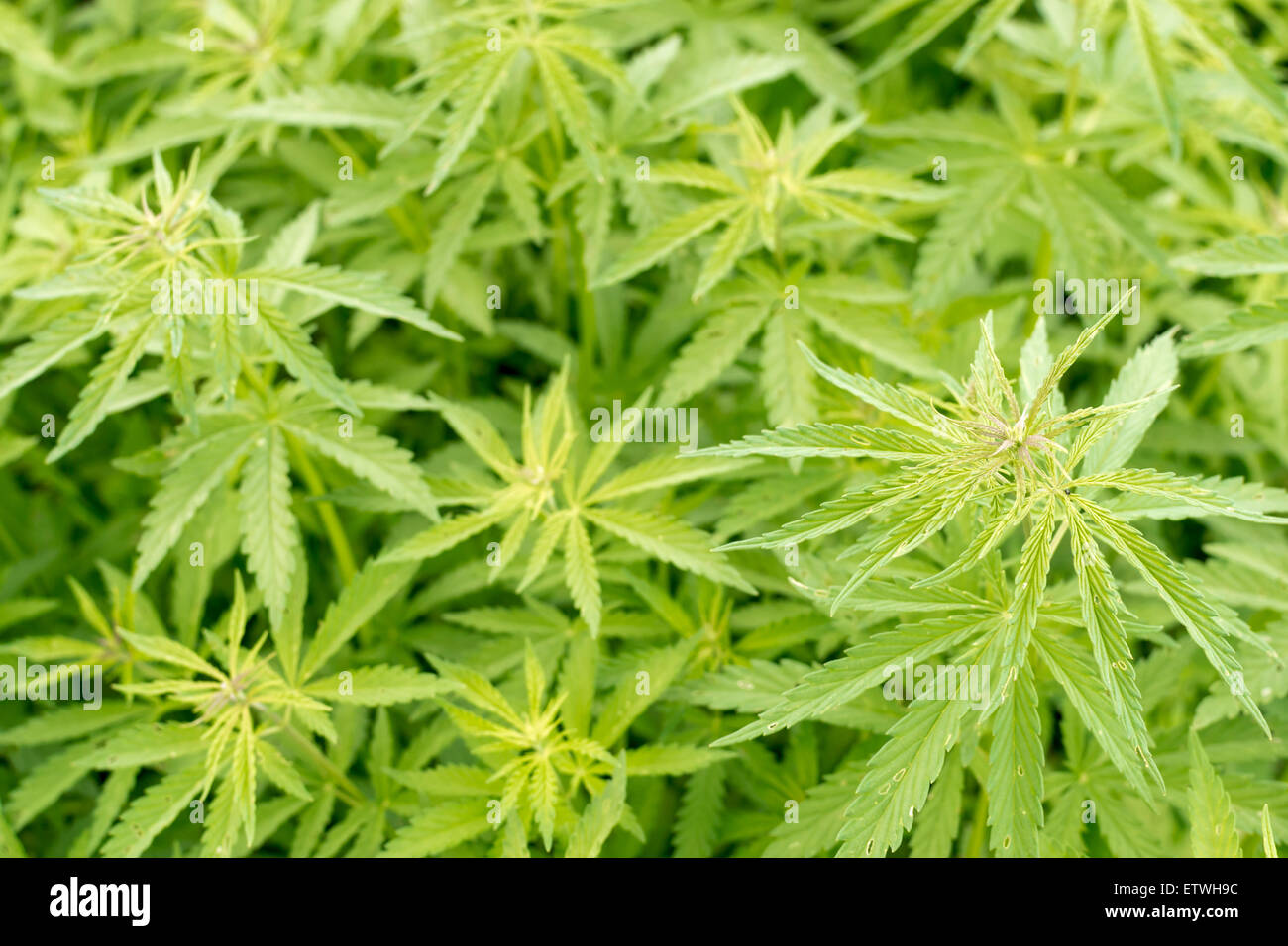 Wild uncultivated cannabis hemp plants growing free in the wild Stock