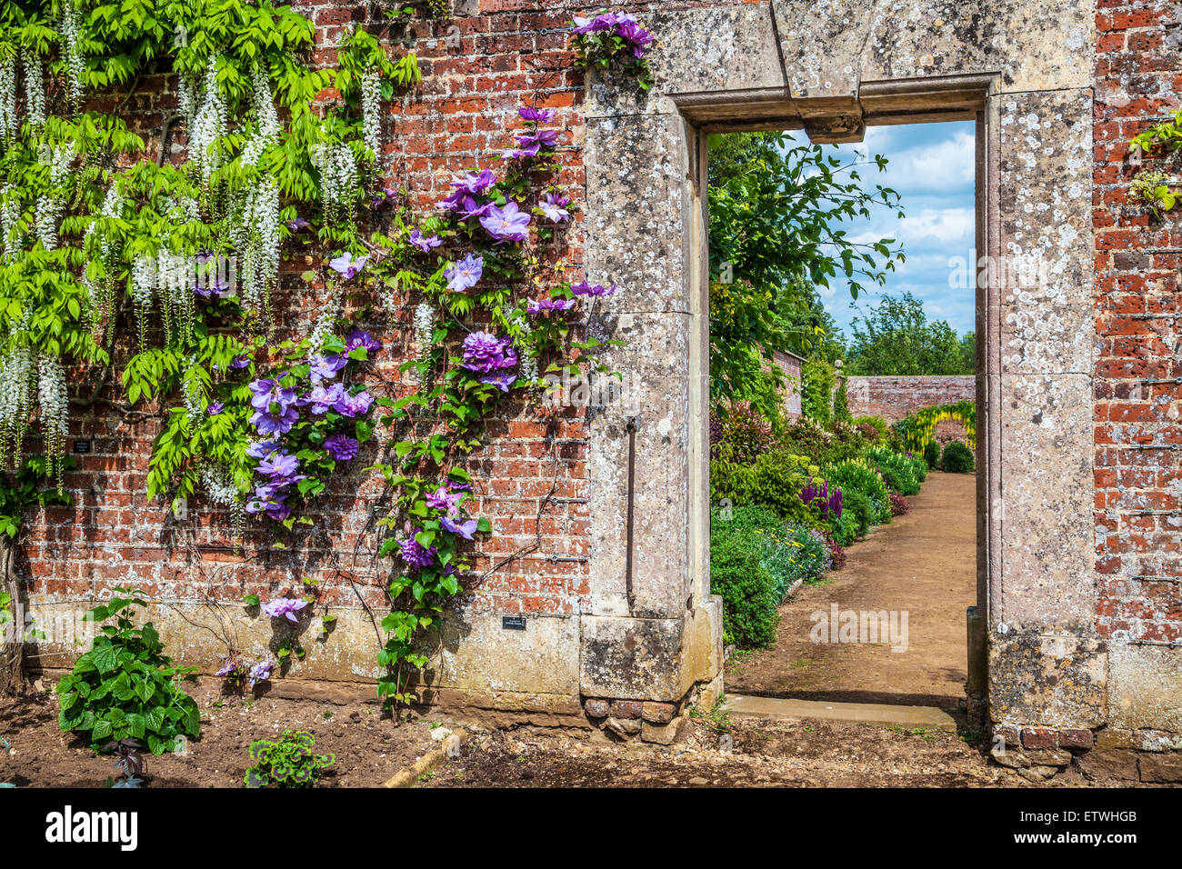 White flowering Chinese wisteria sinensis and clematis in the walled garden of Bowood House in Wiltshire. Stock Photo