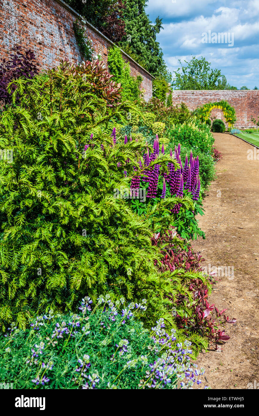Herbaceous border in the walled garden of Bowood House in Wiltshire. Stock Photo
