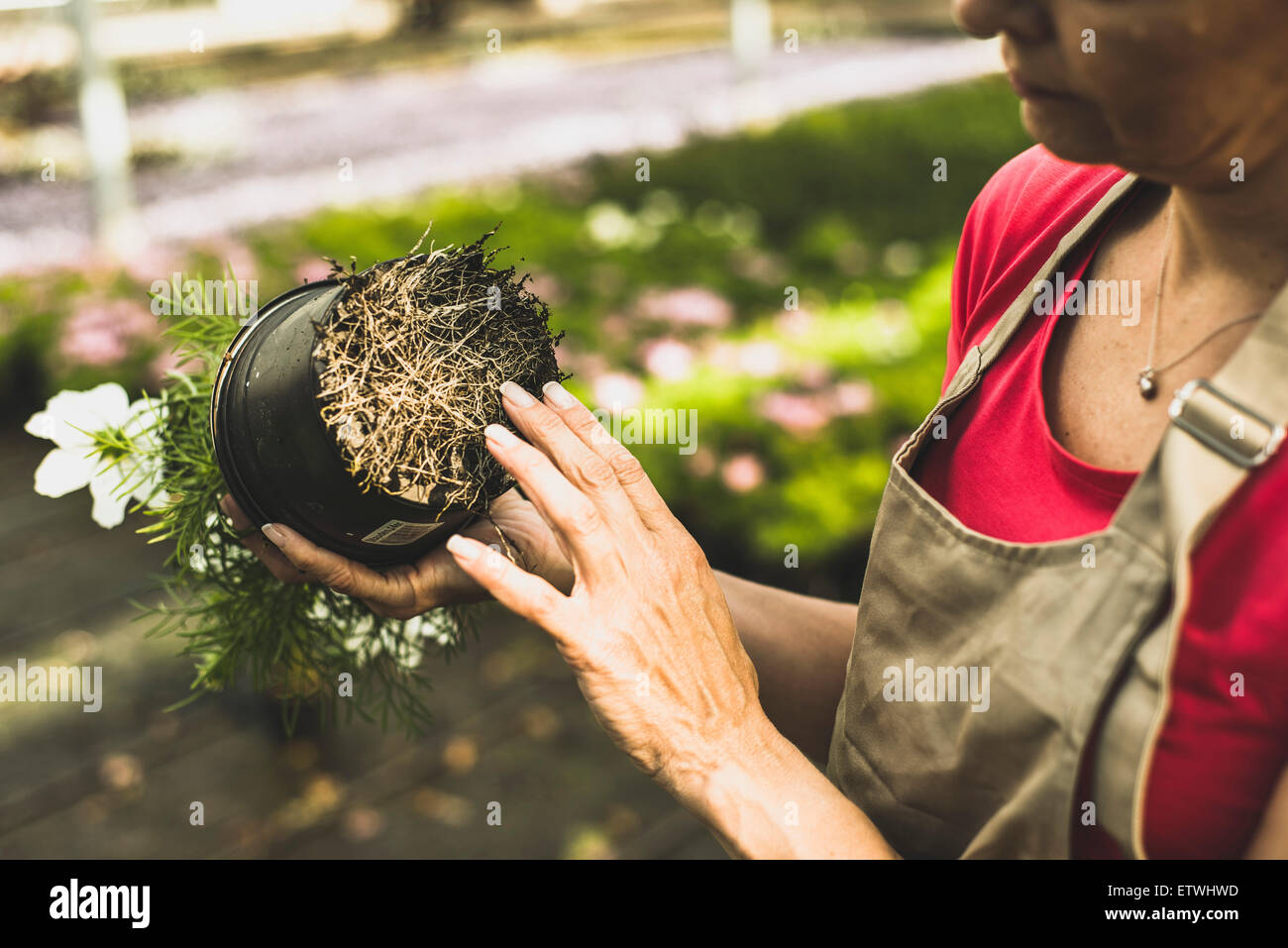 Checking Roots Garden Nursery Hi Res Stock Photography And Images Alamy