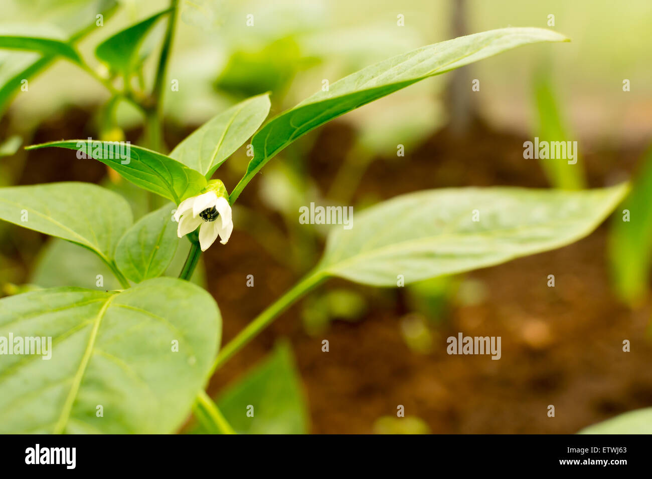 Single white green pepper flower awaiting pollination in a greenhouse