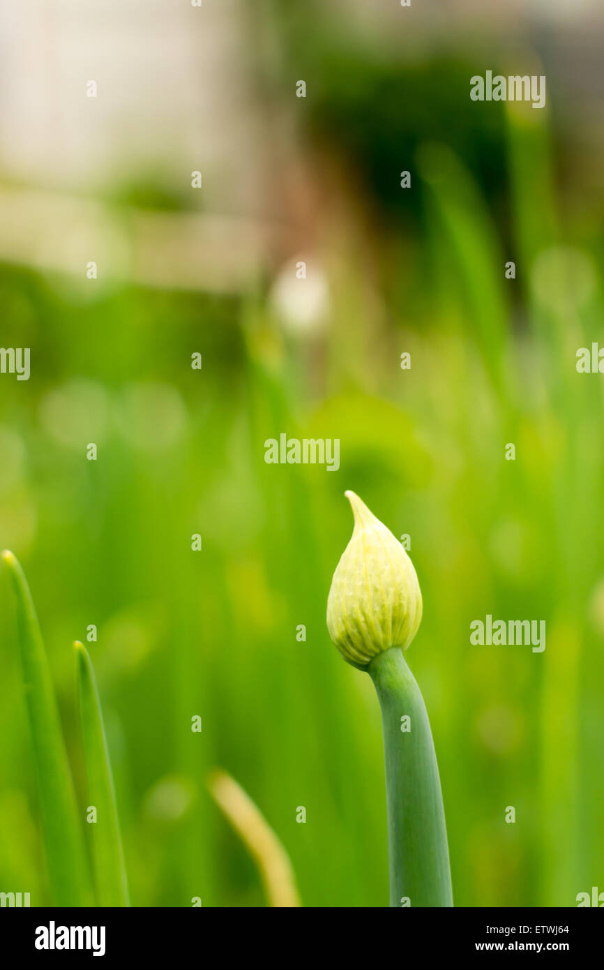 Single green Onion stalk bolting turning innd growing a seed head in a village garden Stock Photo