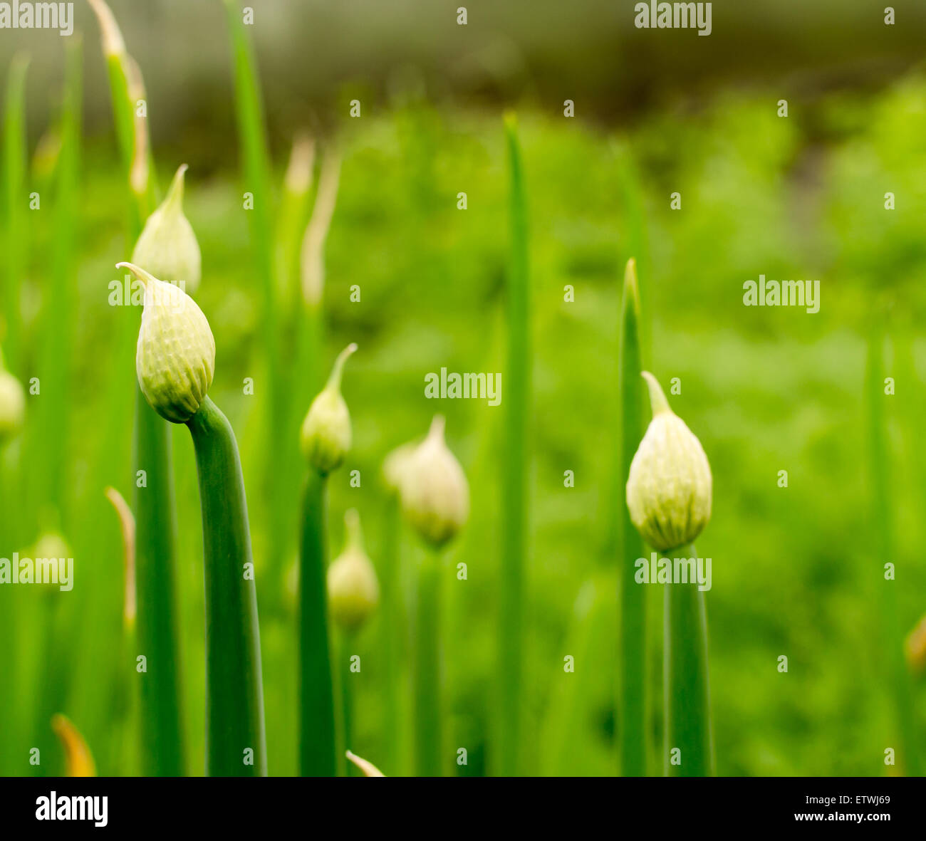Green Onion stalks turning into seed heads in a village garden Stock