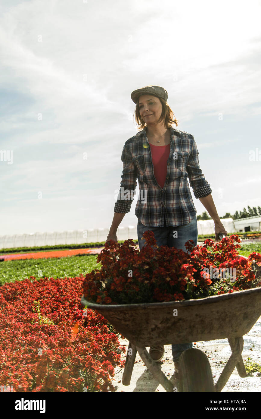 Woman in nursery pushing wheelbarrow with flowers Stock Photo - Alamy