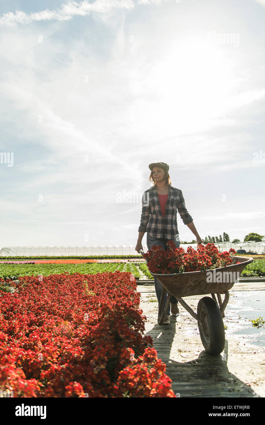 Woman in nursery pushing wheelbarrow with flowers Stock Photo - Alamy