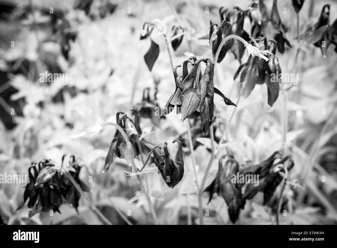 Group of wilting purple Iris flowers in black and white Stock Photo Alamy