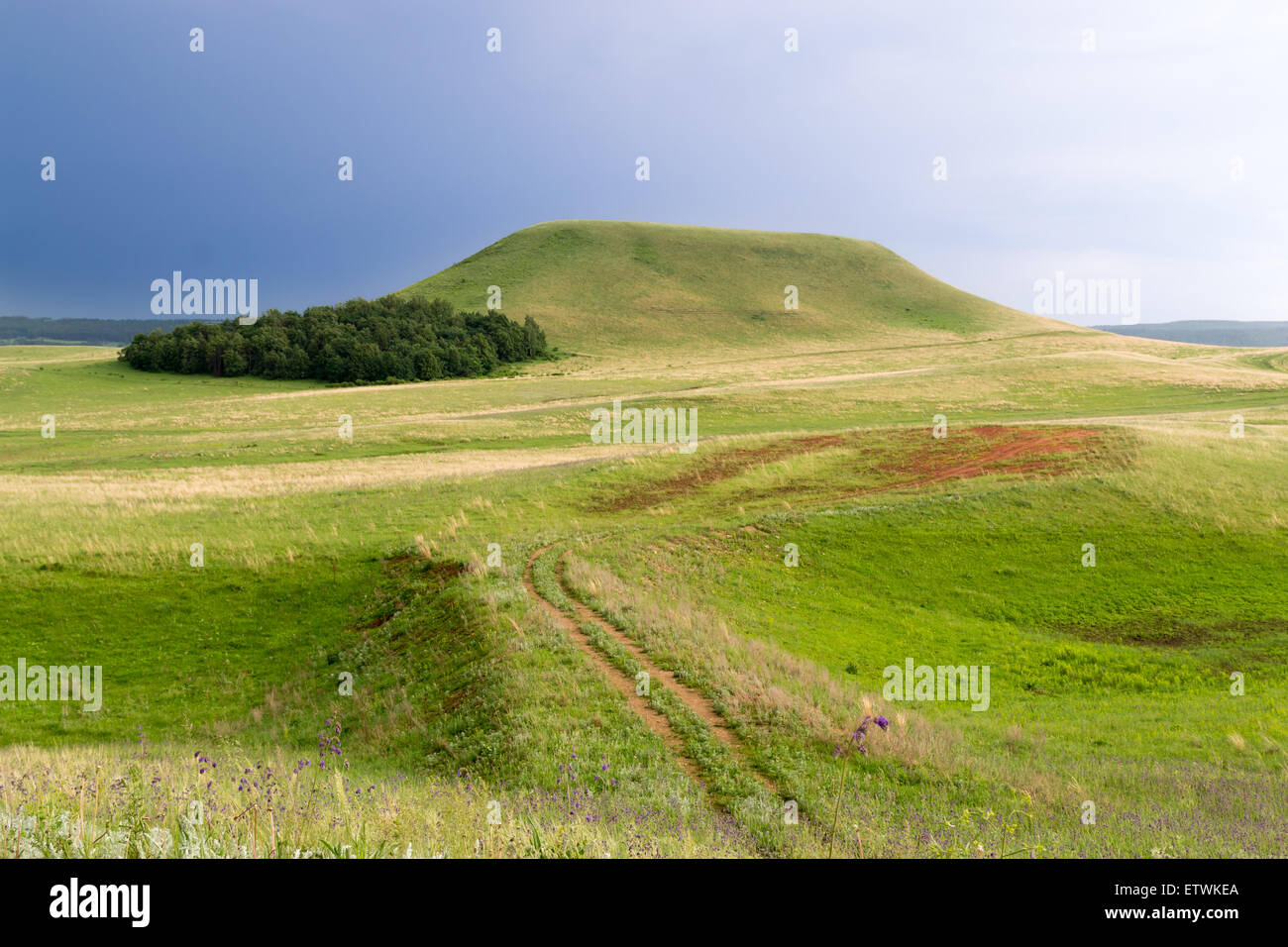 Single tree against dark sky hi-res stock photography and images - Alamy