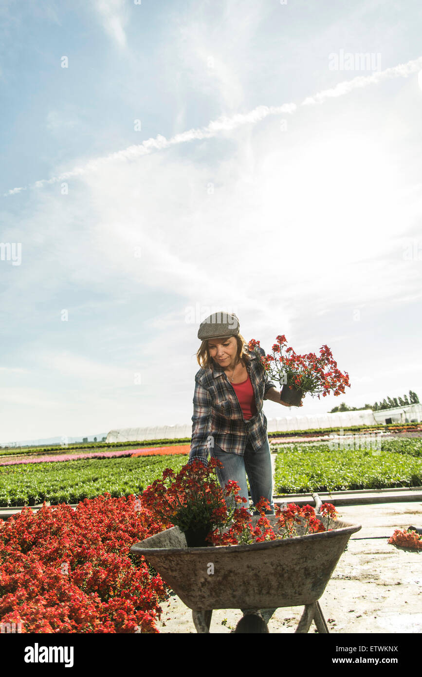 Woman in nursery putting flowers in wheelbarrow Stock Photo - Alamy
