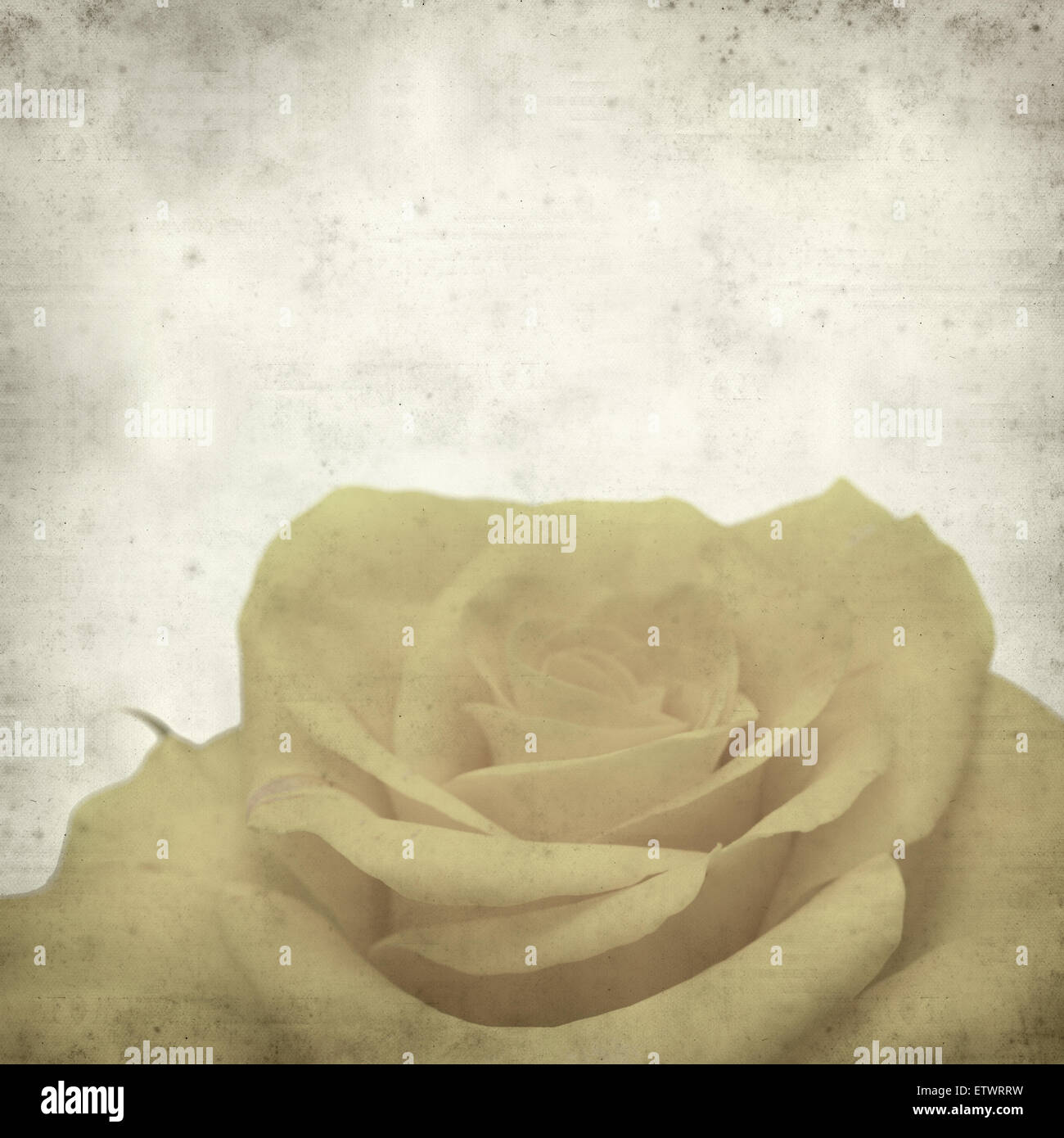 Open yellow rose hi-res stock photography and images - Alamy
