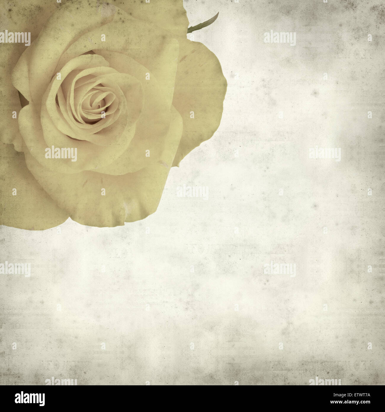 Open yellow rose hi-res stock photography and images - Alamy