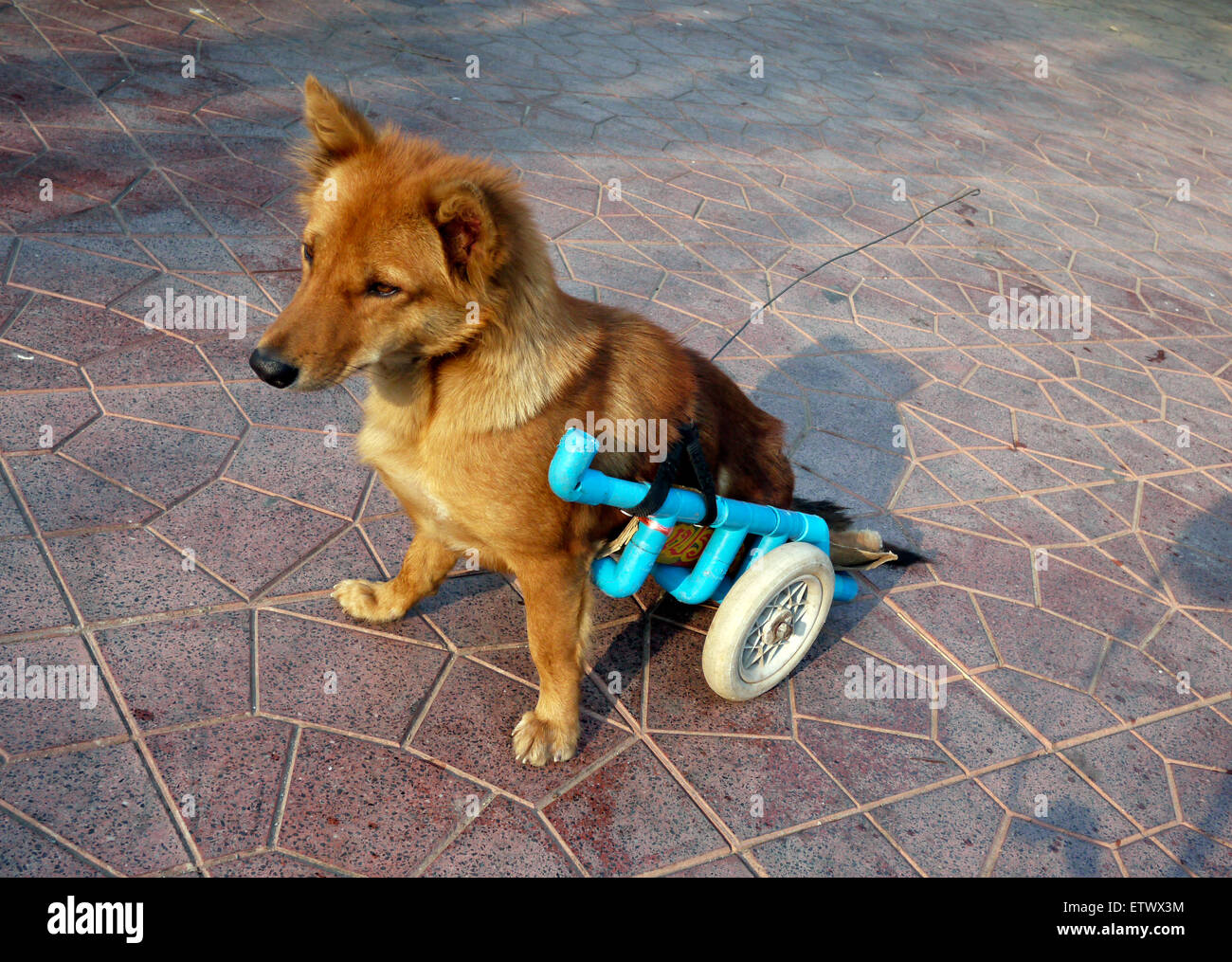 Paralyzed domestic dog with back wheels for legs to aid mobility Stock Photo