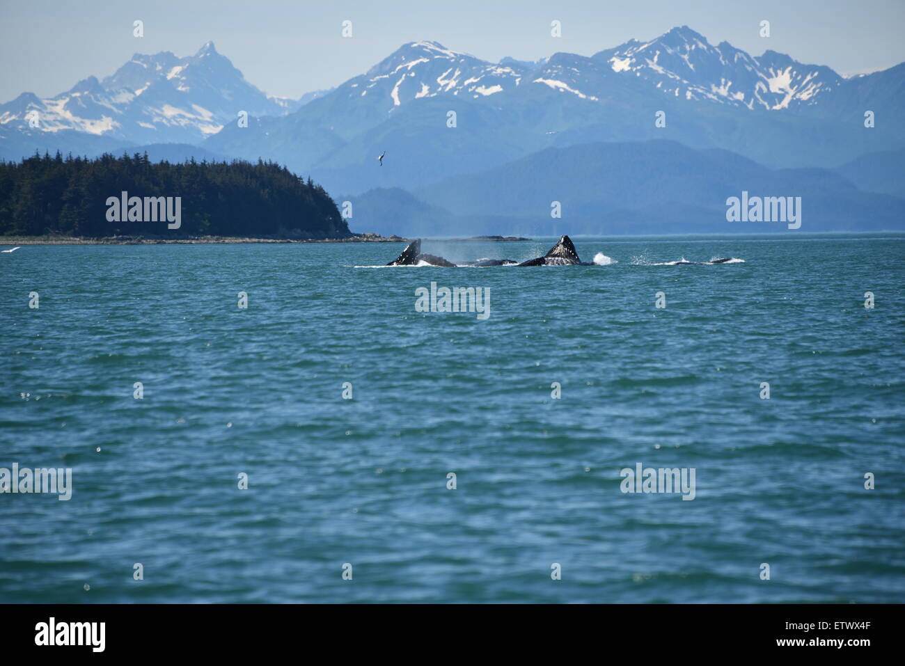 Southeast alaska humpback whale hi-res stock photography and images - Alamy