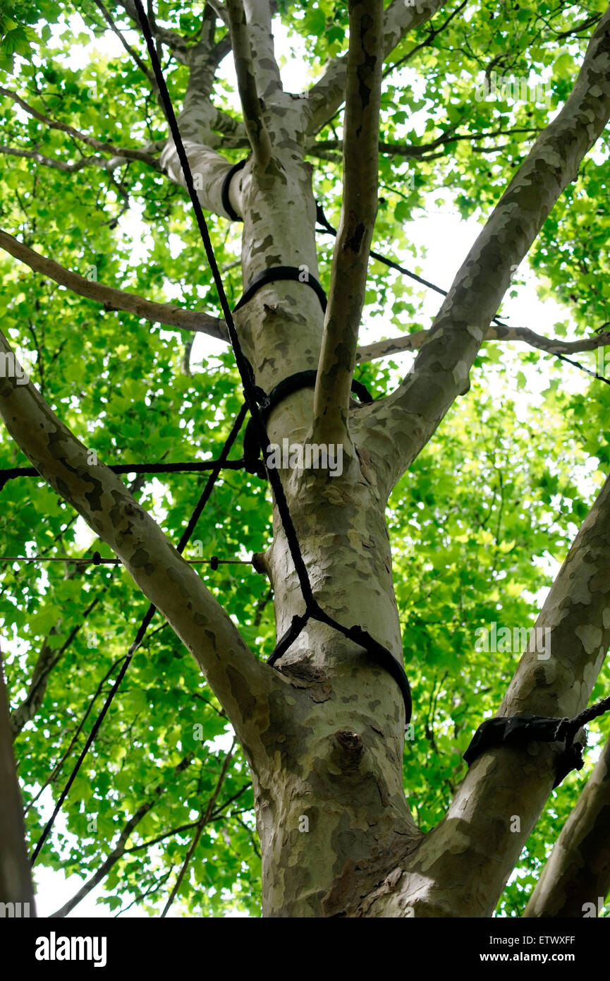 Tree branches as supports hires stock photography and images Alamy