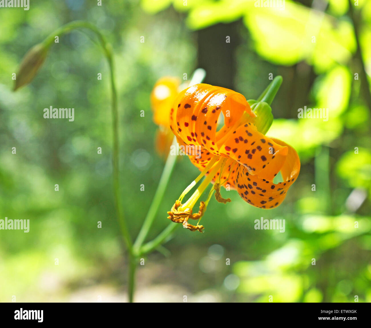 A leopard lily, Lilium pardalinum, a wildflower common to Oregon and the Pacific  Northwest Stock Photo - Alamy