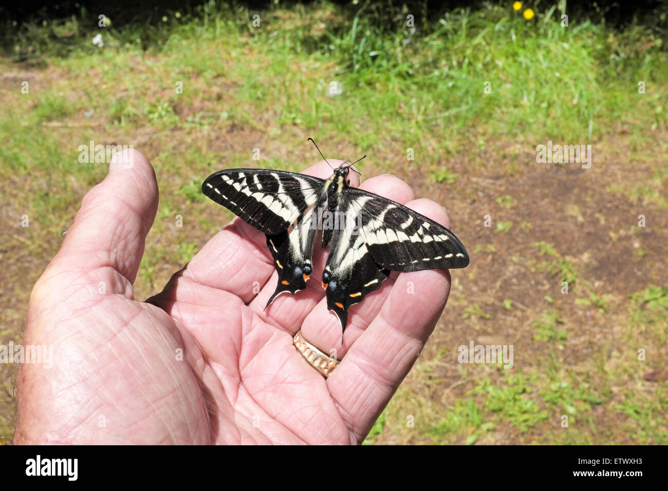 The Oregon Swallowtail butterfly, (Papilio oregonius), in the Cascade