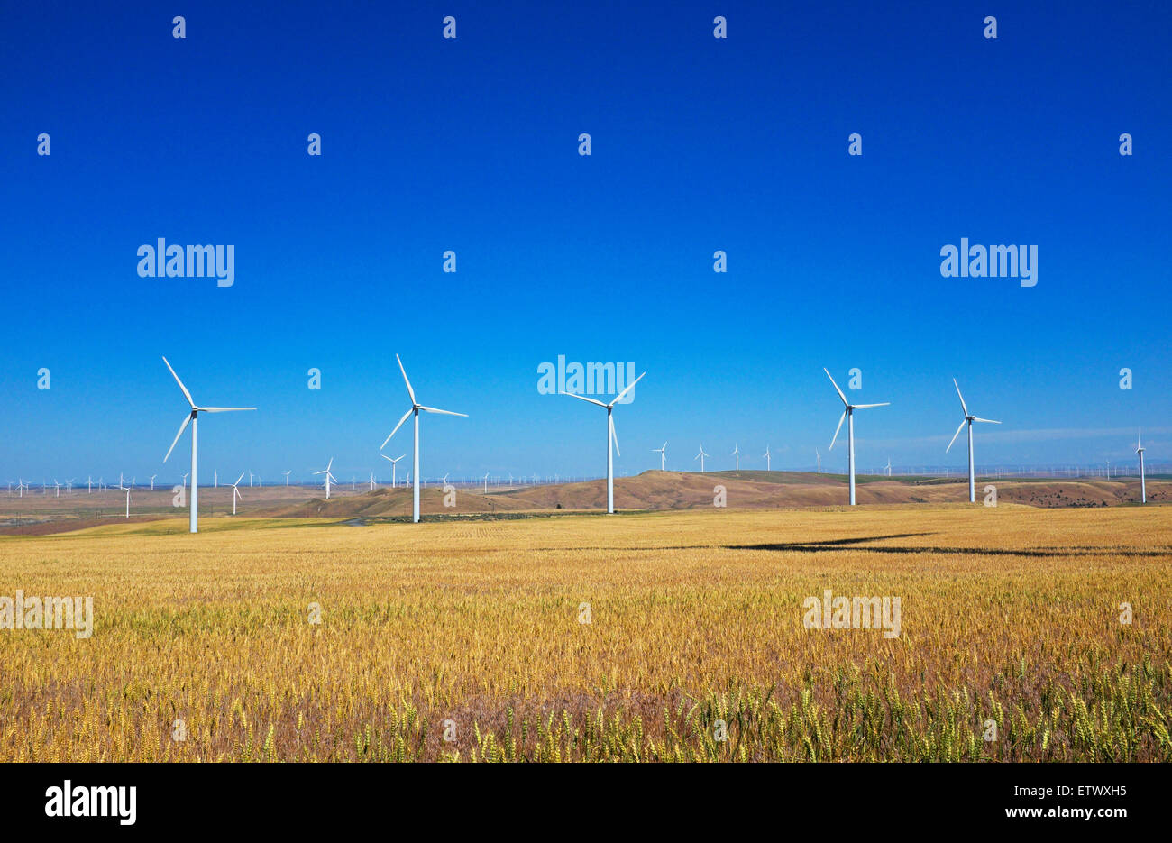 A large windrfarm with thousands of wind turbines in place, near