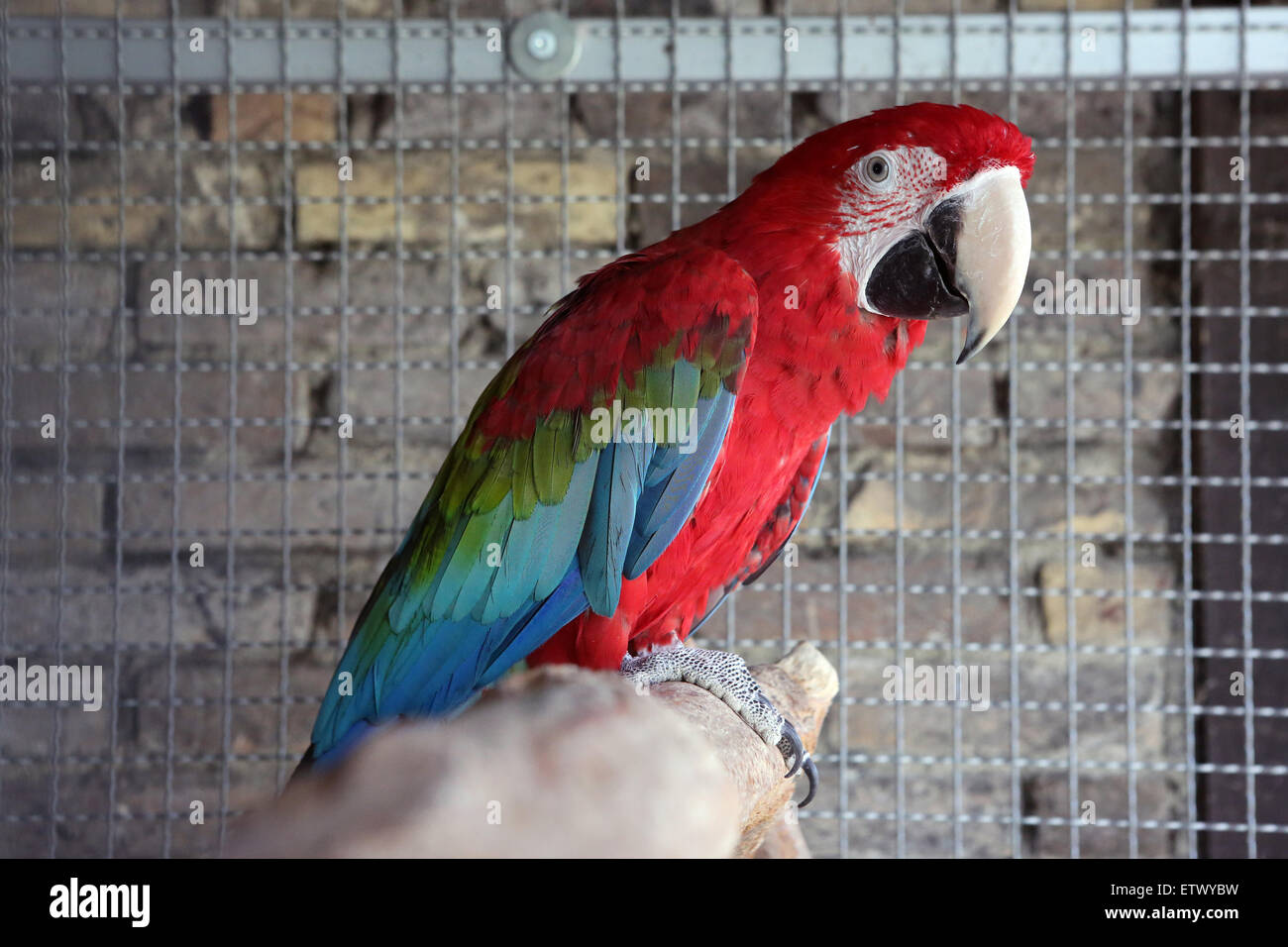 Werl, Germany, scarlet macaw sits in his cage Stock Photo