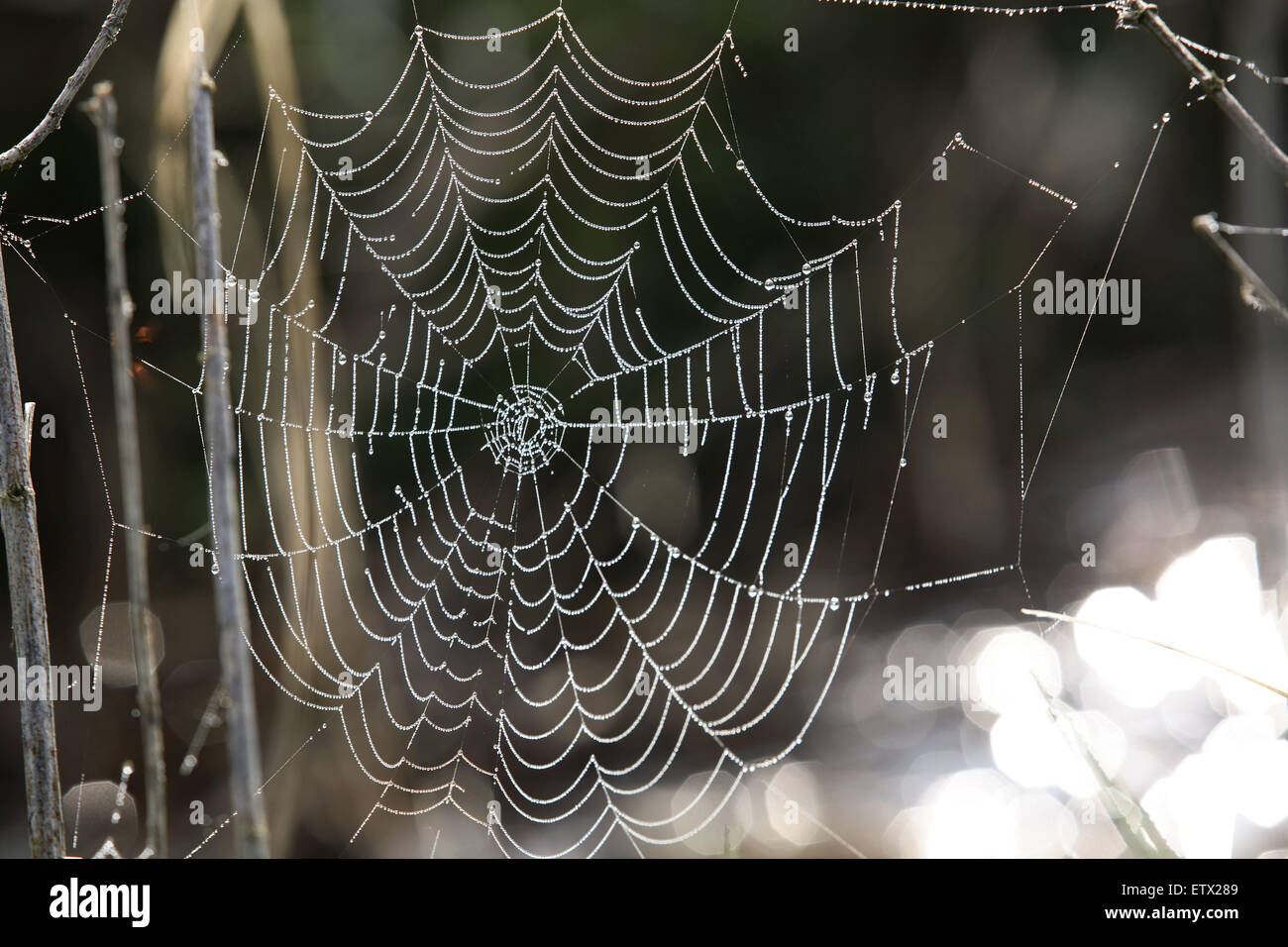 NLD, the Netherlands, spiders web with dew drops.  NLD, Niederlande, Spinnennetz mit Tautropfen. Stock Photo