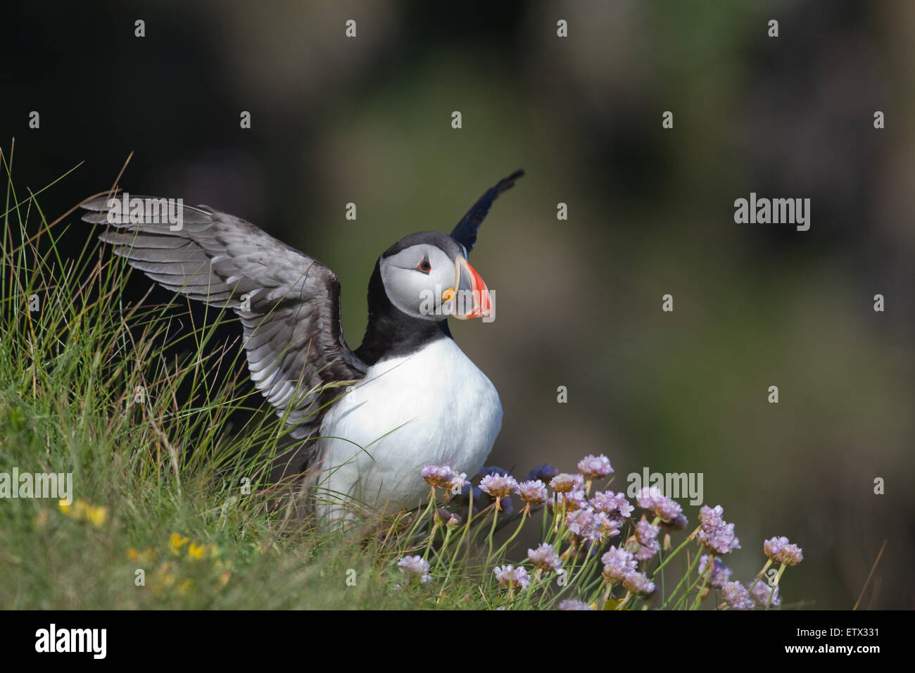 Puffins (Fratercula arctica). Breeding plumage. June. Staffa. Inner Hebrides. West coast of Scotland. Stock Photo