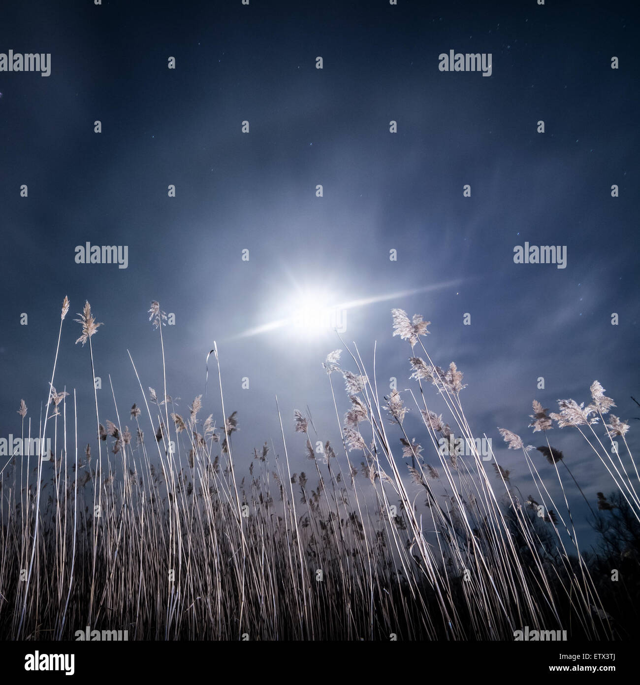 Halo Ray Of The Moon Night Full Moon Mystical Landscape Background Stock Photo Alamy