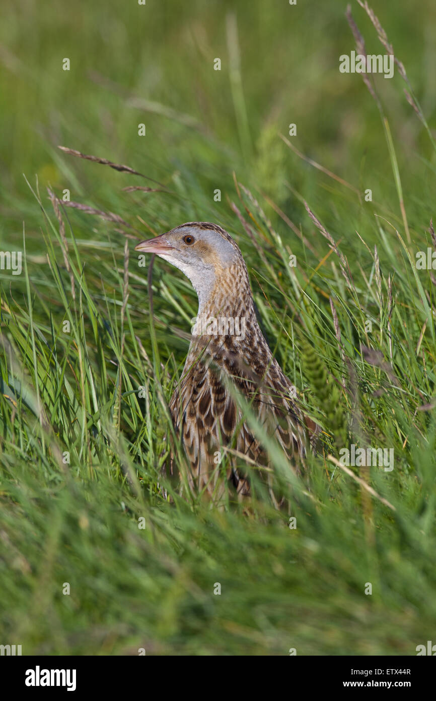 Corncrake (Crex crex).  Appearing from amongst farmed meadow vegetation, stlll to be cut for hay. Iona. Inner Hebrides. Scotland Stock Photo