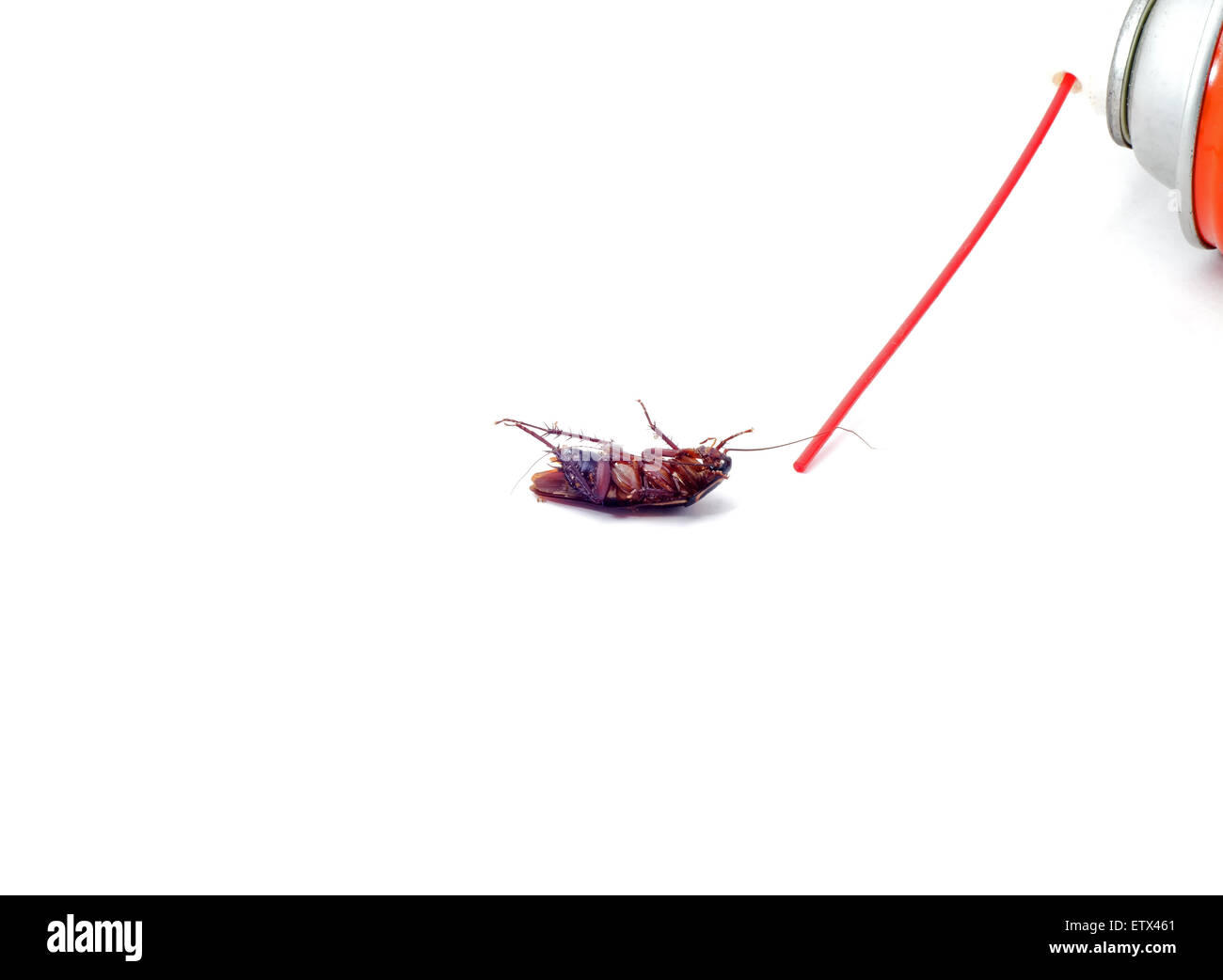 10+ Hundred Cockroach Killer Royalty-Free Images, Stock Photos & Pictures